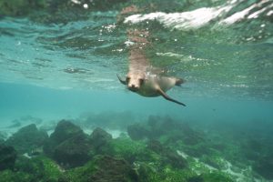 Galapagos Adaları'nı Ziyaret Etmek İçin En İyi Zaman