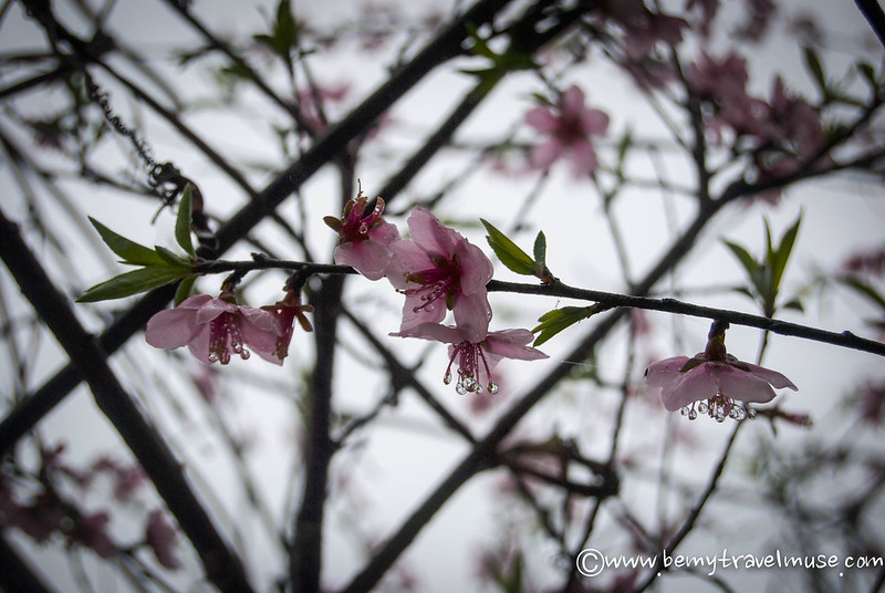 sapa vietnam yürüyüşü