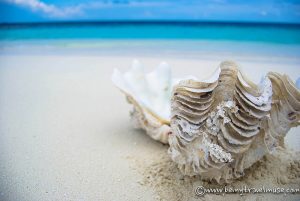Maldivler Daha Önce Gördüğünüzden Farklı: Yerel Tarz