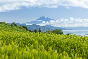 Suruga, Fuji Dağı eteklerinde çay molası