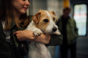 Bark Air: ABD'de köpekler ve onların "insan arkadaşları" için havayolu şirketi