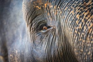 Sri Lanka: E-vize ile durun;  bundan sonra bunu varışta isteyeceğiz