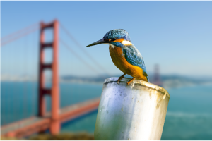 San Francisco Ruhu ile göklere çıkın