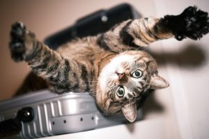 Türk Havayolları, İstanbul'da İstanbul'da VIP Maskotlar için İlk Salonu Açıyor