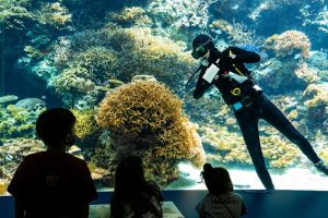 Okinawa, Japon tropik yaz yaz