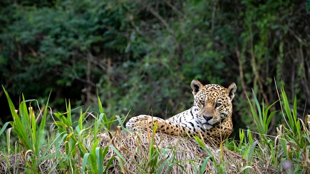 Brezilyalı Pantanal, olağanüstü bir gezinin tiyatrosu