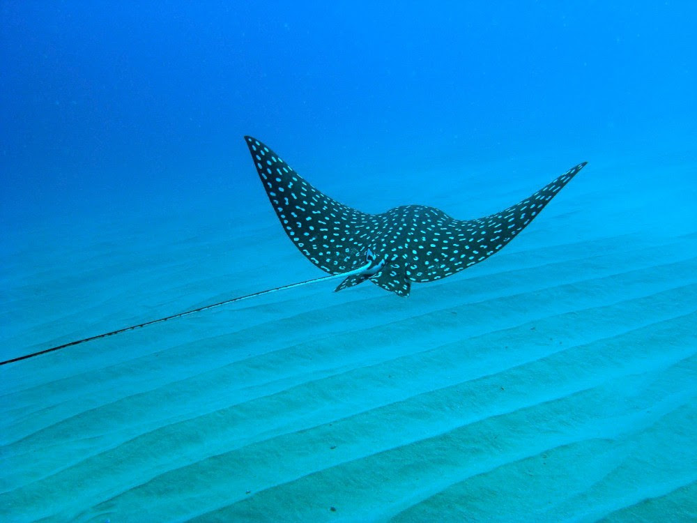 Los Cabos'taki Jacques-Yves Cousteau'nun ayak izlerinde