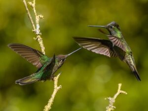 Kosta Rika: Yerel biyolojik çeşitliliği ve sürükleyici deneyimleri keşfetmek