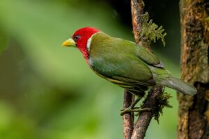 Kosta Rika: Yerel biyolojik çeşitliliği ve sürükleyici deneyimleri keşfetmek