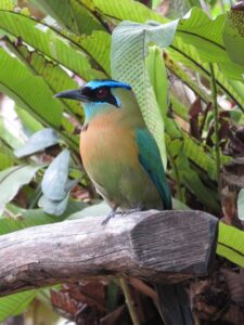 Kosta Rika: Yerel biyolojik çeşitliliği ve sürükleyici deneyimleri keşfetmek