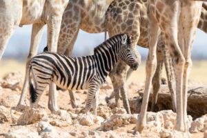 Namibya Etosha Milli Parkı'nda yangınlar için savaşıyor