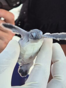 Secrets Aura Cozumel'de lüks mola