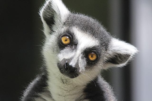 Madagaskar Havayolları ticari temsilini sağlamak için APG'yi seçti