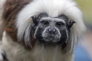 Rakamlar Kosta Rika'daki turizmin kasvetli bir resmini çiziyor