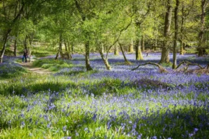 Inchcailloch adasındaki çan çiçekleri - Loch Lomond - © VisitScotland Kenny Lam