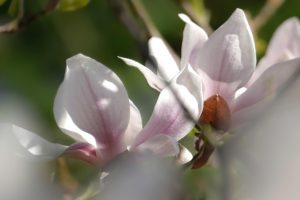 Paris: Belinda otelindeki Cloclo paketleri
