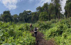 Ruanda'da Dian Fossey'in izinde 