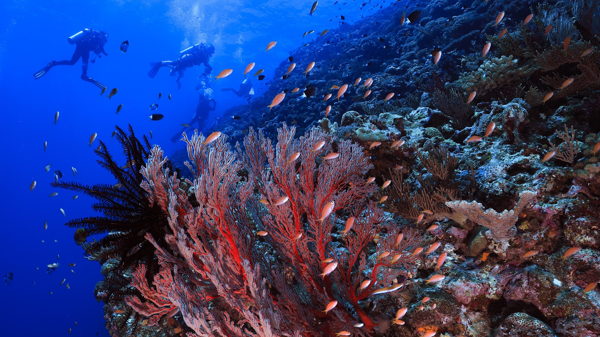 Japon OT ilk kez Paris Dalış Gösterisine katılıyor