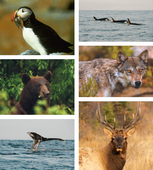 Kanada'da doğal olarak karşılaşacağınız hayvanlar