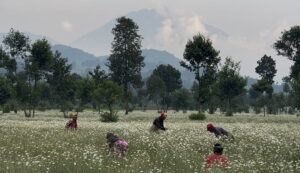Ruanda'da Dian Fossey'in izinde 