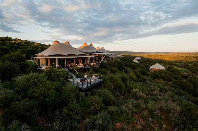 Shamwari: Nadir Buluntuların Koruması Altında Bir İkonun Uyanışı