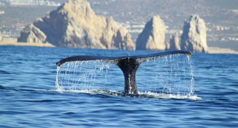 Los Cabos: Denizlerin Büyük Beşi kendilerini macera defterlerinize davet ediyor