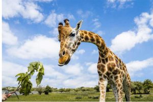 Aileyle Kent: LeShuttle ile Safari ve demiryolu destanı elinizin altında