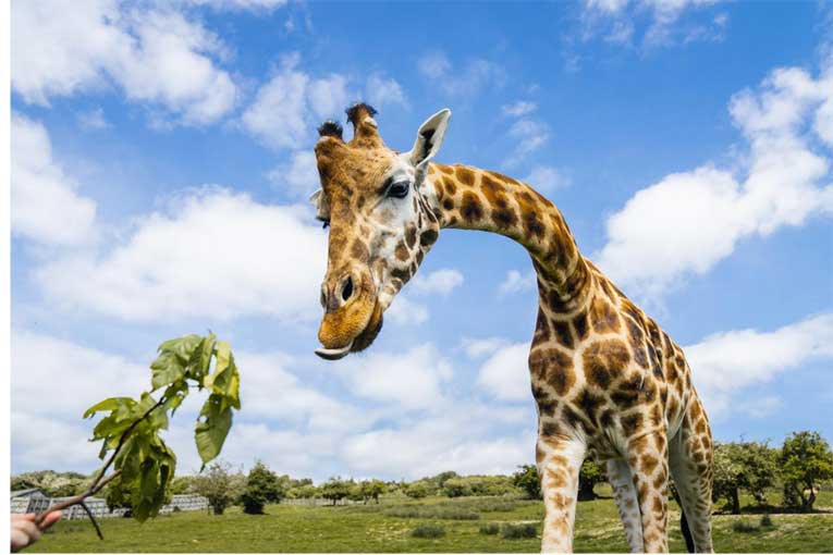 Aileyle Kent: LeShuttle ile Safari ve demiryolu destanı elinizin altında